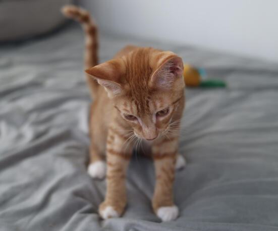 This is Peanut Hizipu