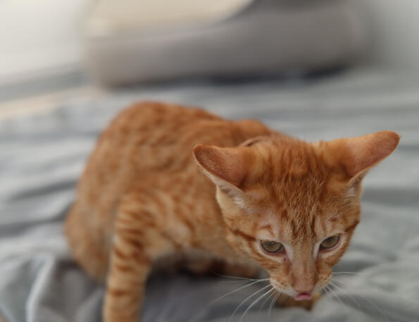 This is Peanut Hizipu