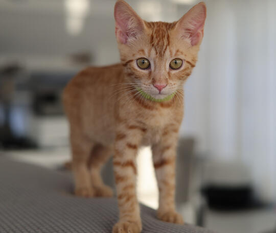 This is Munchkin