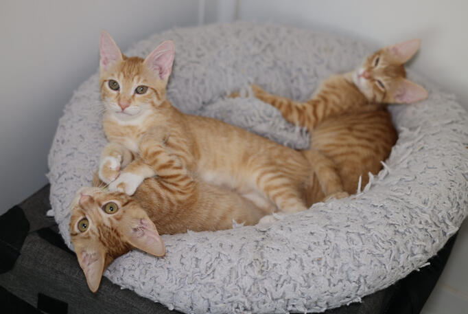 This is Munchkin & Sisters