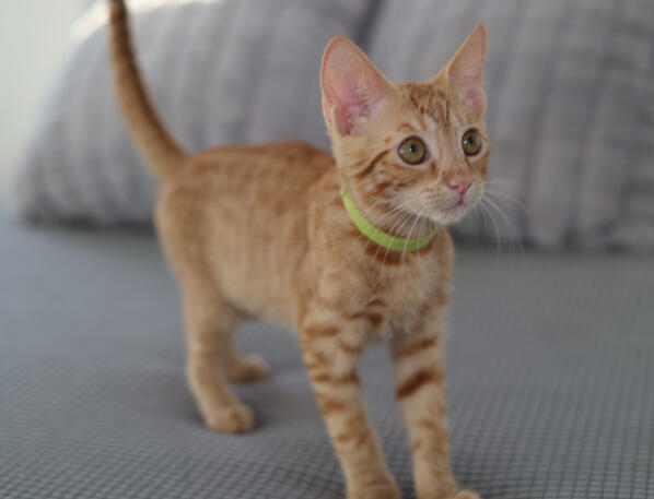 This is Munchkin