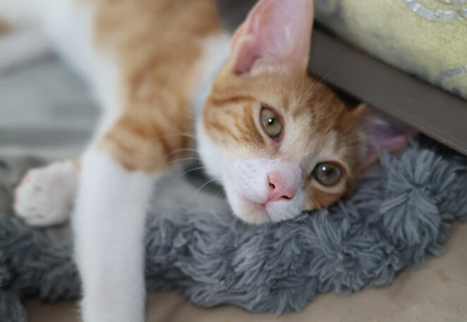 This is Martini