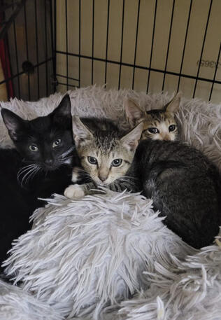 Lola, Carli & Mitzi Kittens Rescued