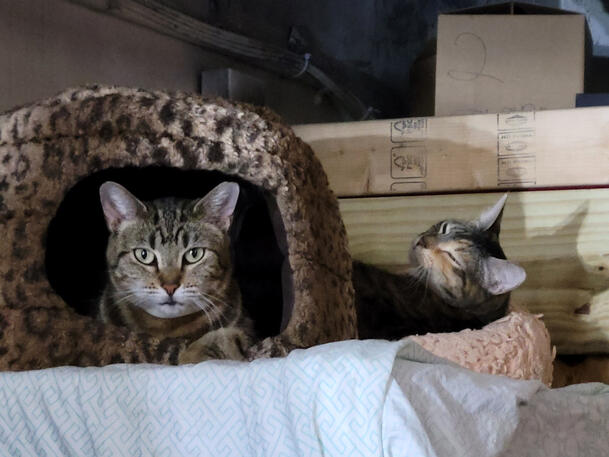 Queen Fifi &amp; Molly