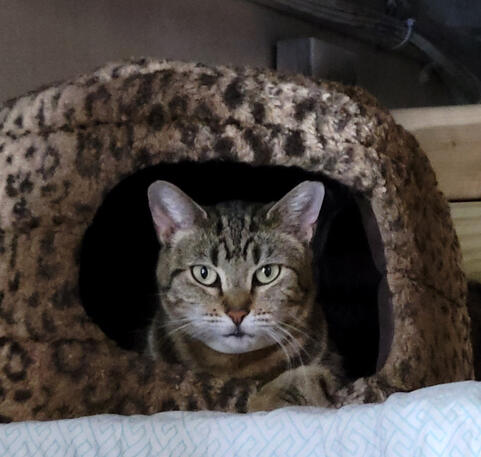 Miss FiFi B - Queen of the House since 2017