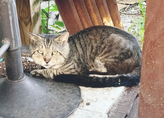 Big Head Outdoor Rescue