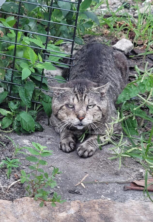 Big Head - Patio Rescue 07/02/17