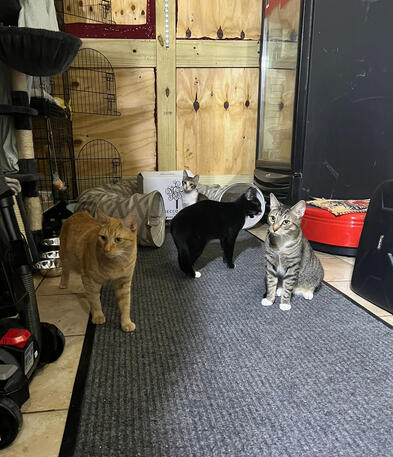 Zimby, Lola, Carli Rescues