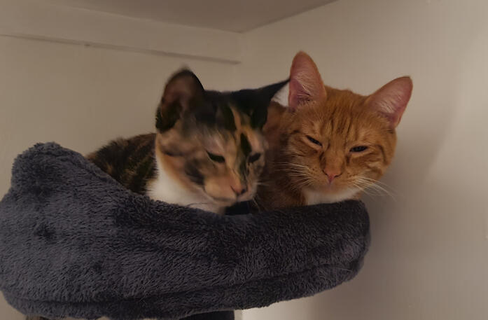 Tiny Tina &amp; Tiga Coin Laundry Rescues