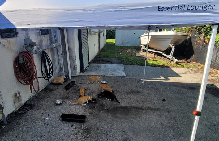 Coin Laundry Kitty Feed