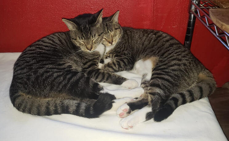 White Sock &amp; Lulu Siblings Born in House