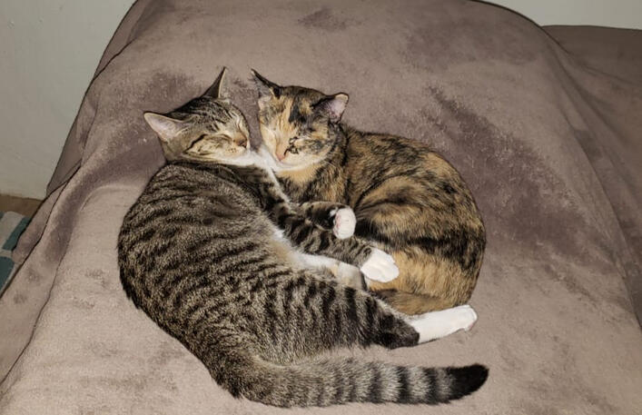 My Lulu &amp; Cali Born in House