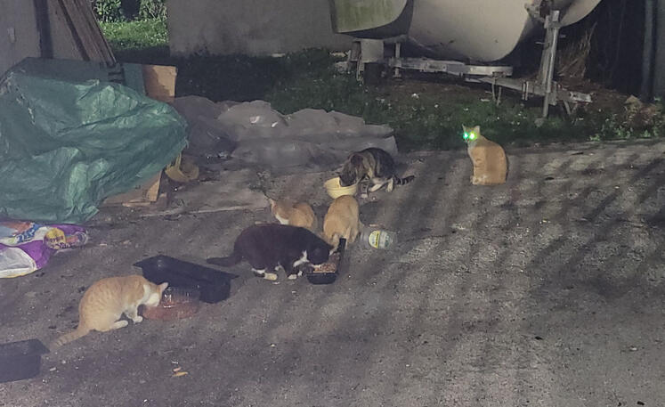 Coin Laundry Kitties Feed